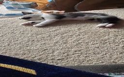 Mixed Breed cats for sale:  Blue eyes Flower pattern mark unique kitten  - Image 31