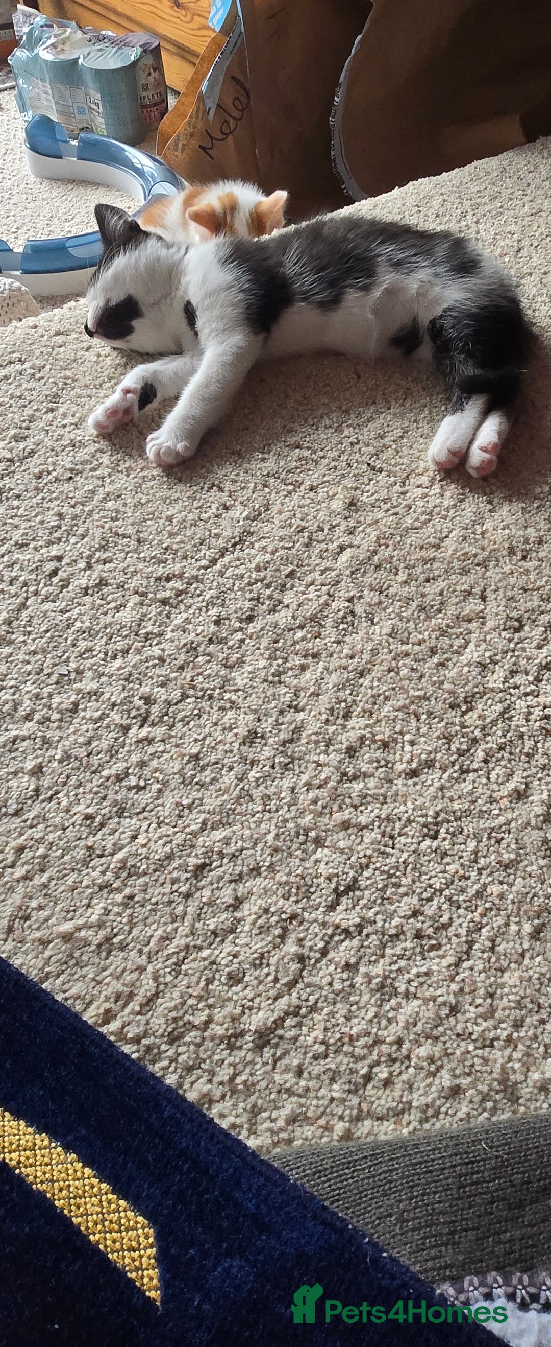 Mixed Breed cats for sale:  Blue eyes Flower pattern mark unique kitten  - Image 31