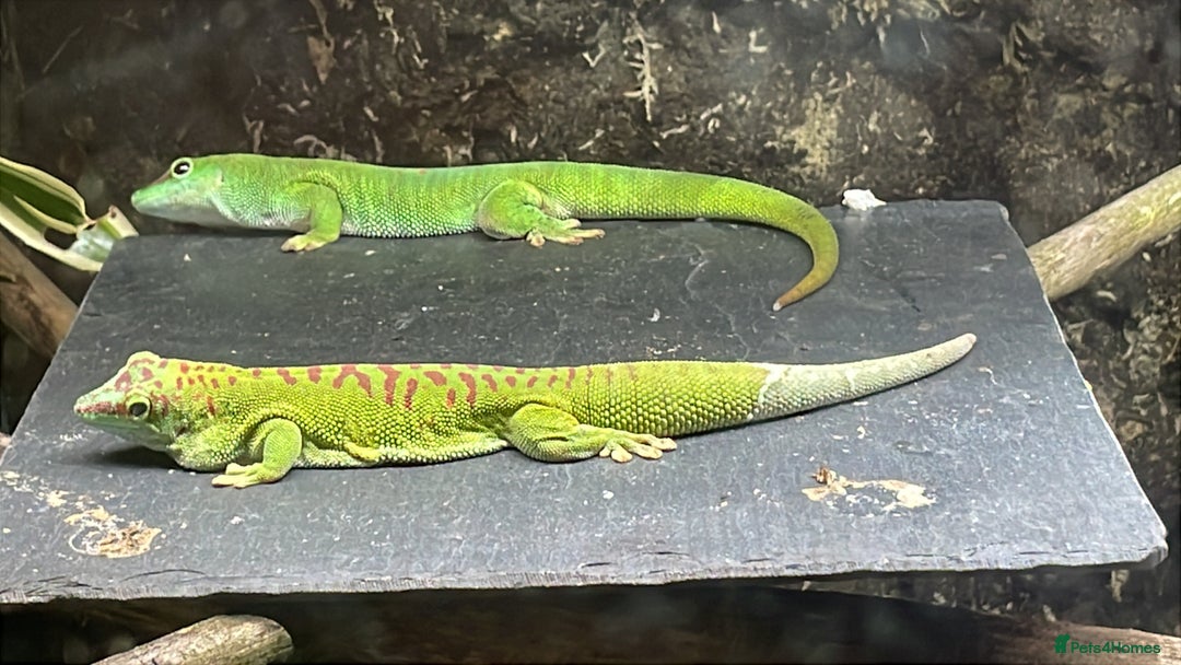 Gecko reptiles for sale: Madagascan giant day geckos with vivarium - Advert 13