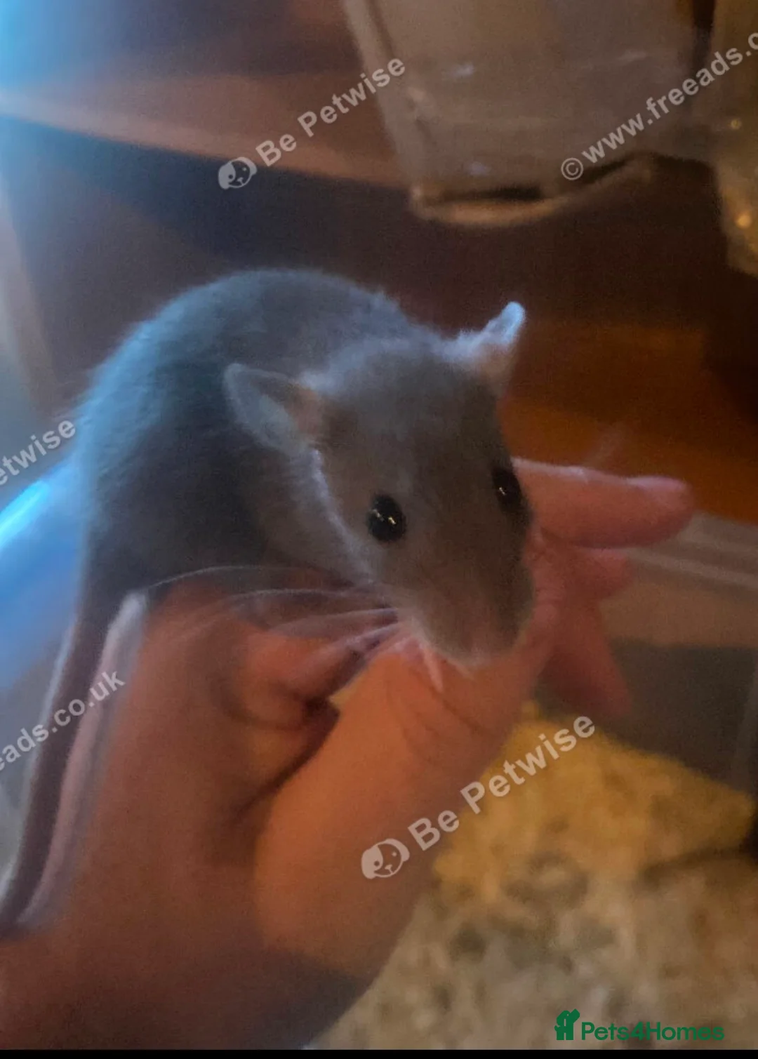 Rat rodents for sale: Male and female rats ready for their forever home  in Wigan - Advert 1