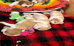 Beagle dogs for sale: Kc beagle puppies  - Advert 4