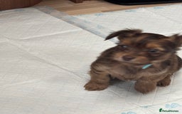 Shorkie dogs for sale: Shih Tzu cross Yorkshire terrier - Image 4