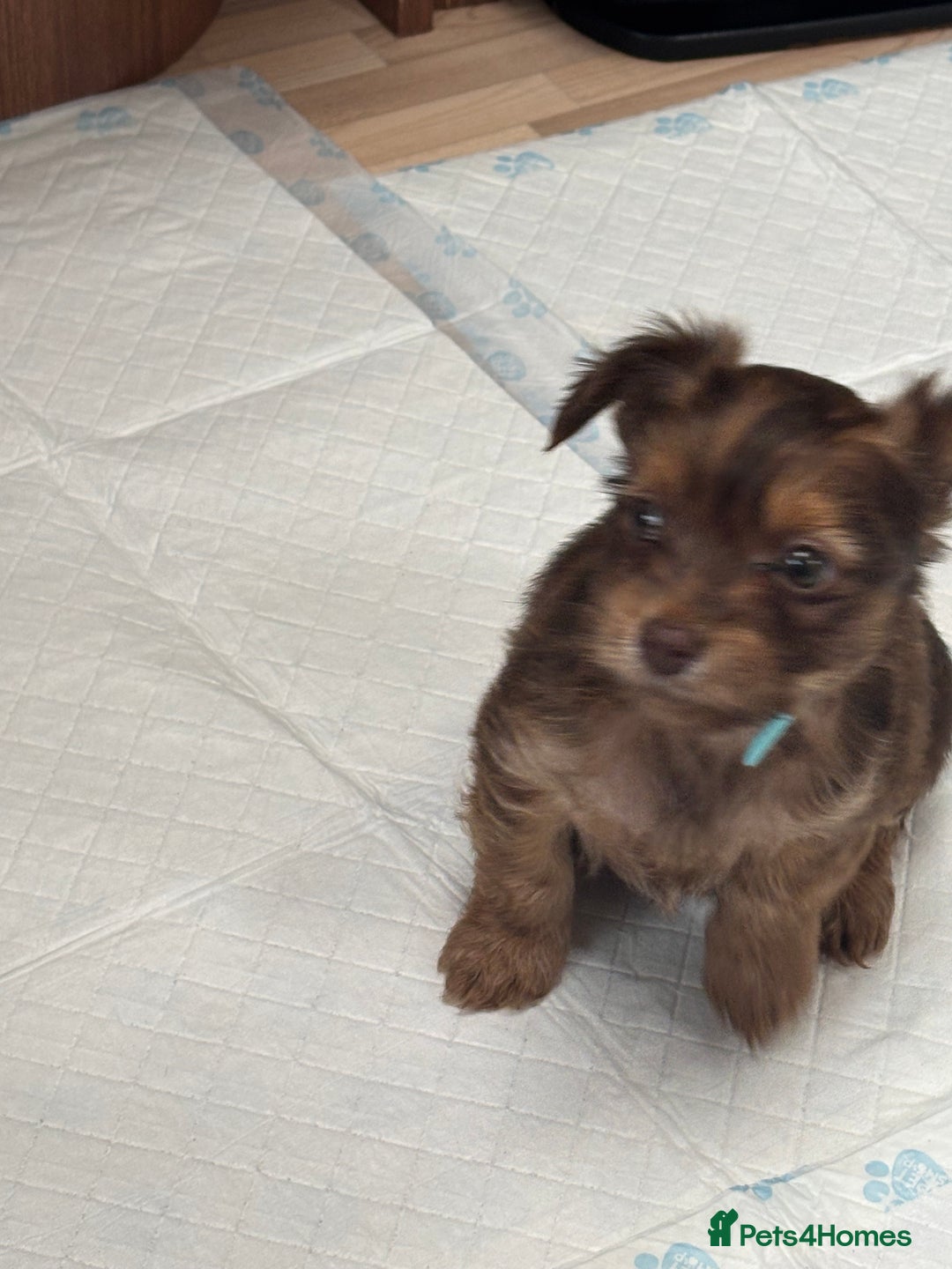 Shorkie dogs for sale: Shih Tzu cross Yorkshire terrier - Image 4