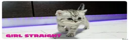 Scottish Fold cats for sale: Beautiful Scottish Fold,British & Munchkin Kittens - Advert 22