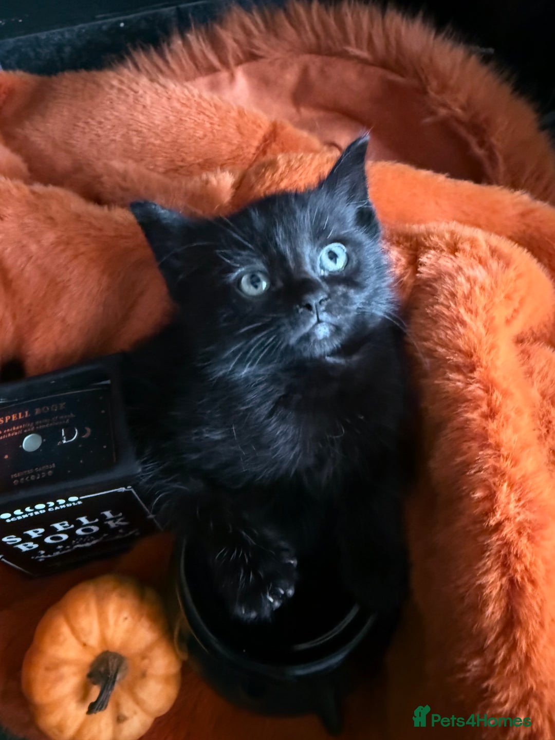RagaMuffin cats for sale: Black Ragamuffin Kittens - Image 6