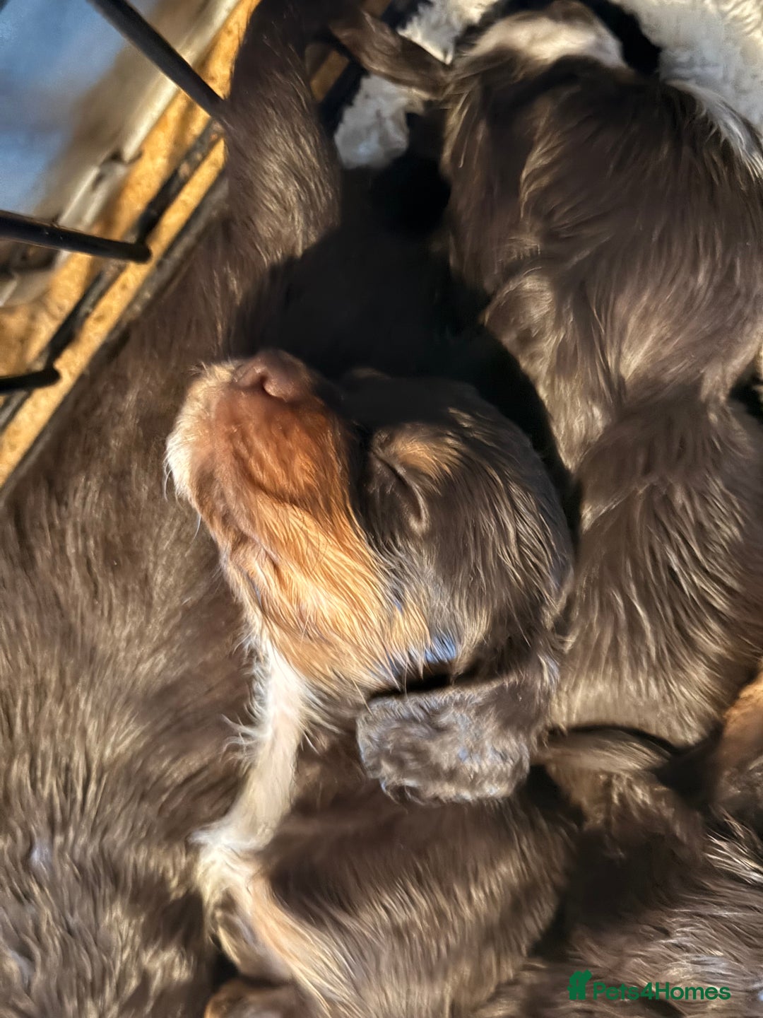 Cocker Spaniel dogs for sale: Cocker spaniel puppies - Advert 10