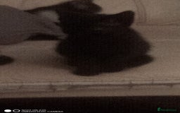 British Shorthair cats for sale: Adorable Black and white kittens - Image 1