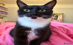 Mixed Breed cats for sale: 2 years old female cat - Image 2