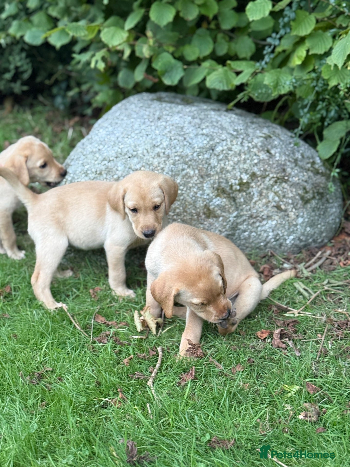 Labrador Retriever dogs 7 Week Old Labrador Puppies - Advert 12