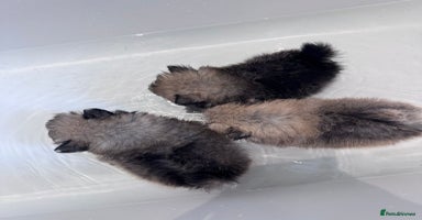 Pomeranian dogs - Advert 9