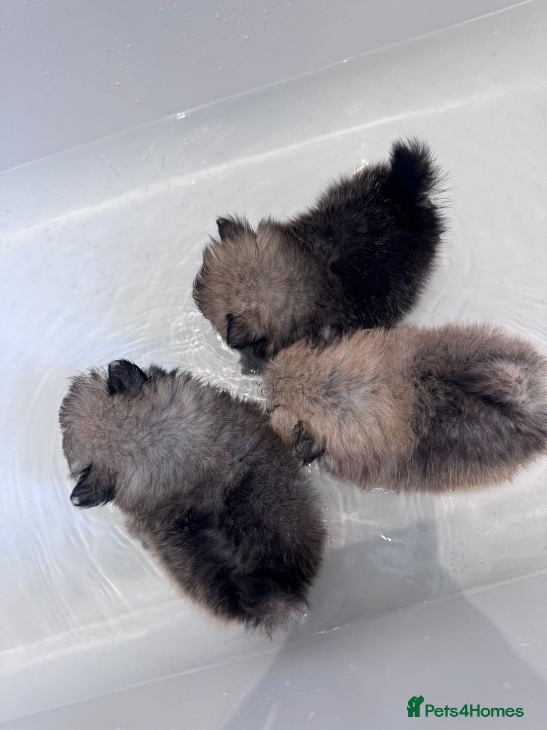 Pomeranian dogs for sale: TINY RUSSIAN / KOREAN TOY POMERANIANS READY NOW - Image 3