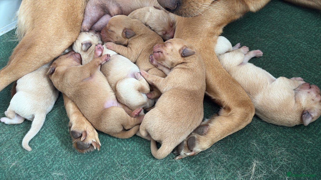 Labrador Retriever dogs for sale: Fox red/dark yellow labs  - Image 3
