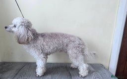 Toy Poodle dogs for stud: 🌙Monty Moonshine KC Café au Lait Toy Poodle Stud - Advert 3