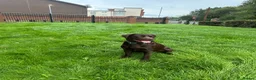 Mixed Breed dogs for sale: Meet belle.. - Advert 4