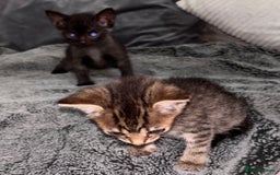 Mixed Breed cats for sale: 7 Gorgeous mixed kittens - Image 33