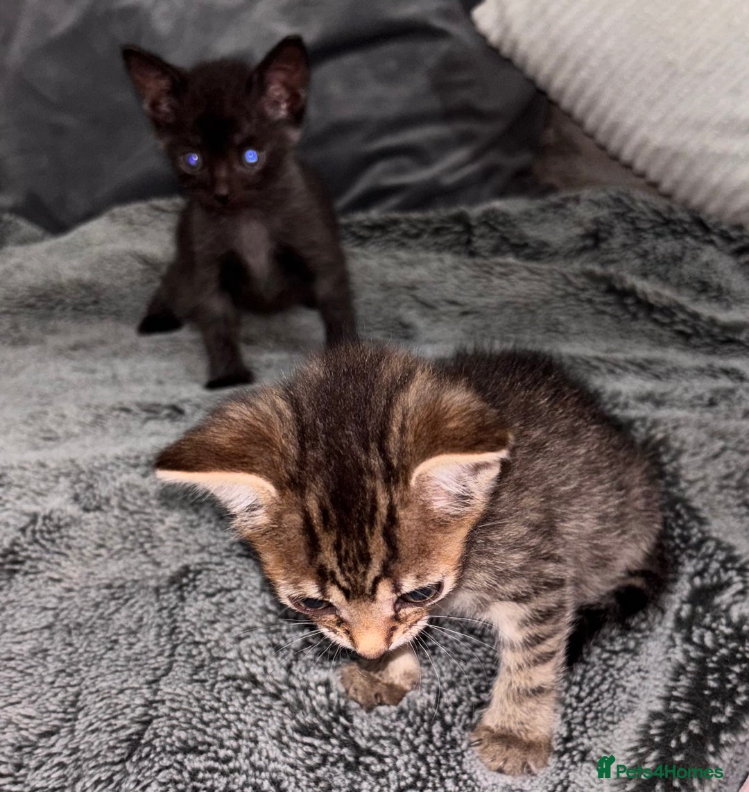 Mixed Breed cats for sale: 7 Gorgeous mixed kittens - Image 33