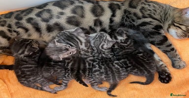 Bengal cats - Advert 8
