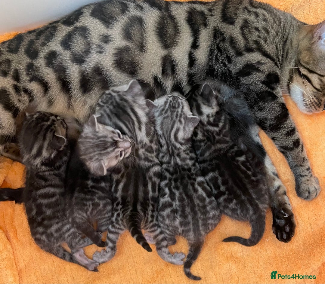 Bengal cats for sale: Stunning Pure Bengals family ❤️ TICA - Image 2