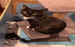 Mixed Breed cats for sale: 5 kittens looking for a home - Image 6