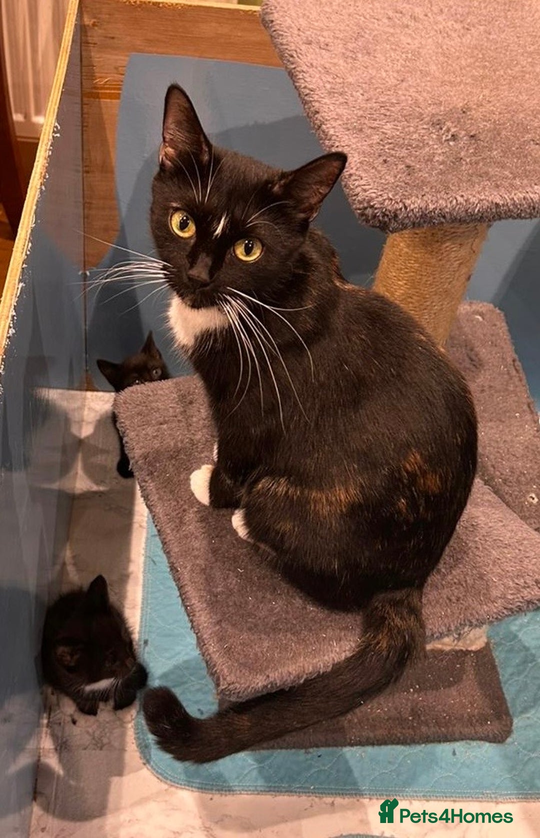 Mixed Breed cats for sale: 5 kittens looking for a home - Image 6