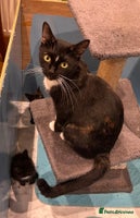 Mixed Breed cats - Advert 4