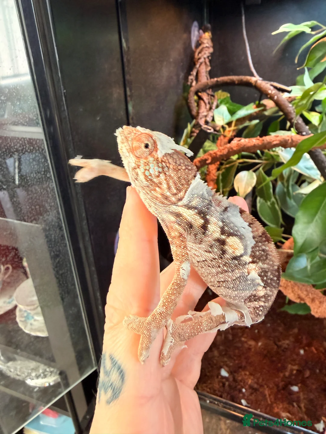 Chameleon reptiles for sale: Panther Chameleon  - Advert 1