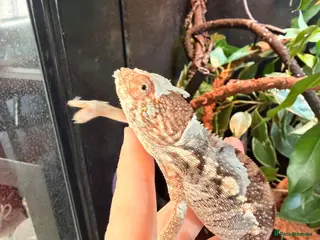 Chameleon reptiles Female nosy faly panther chameleon - Advert 1