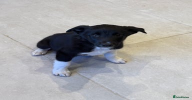 Border Collie dogs - Advert 2
