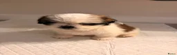 Shih Tzu dogs for sale: Shih Tzu puppies ready for there forever Home in Godalming - Advert 4