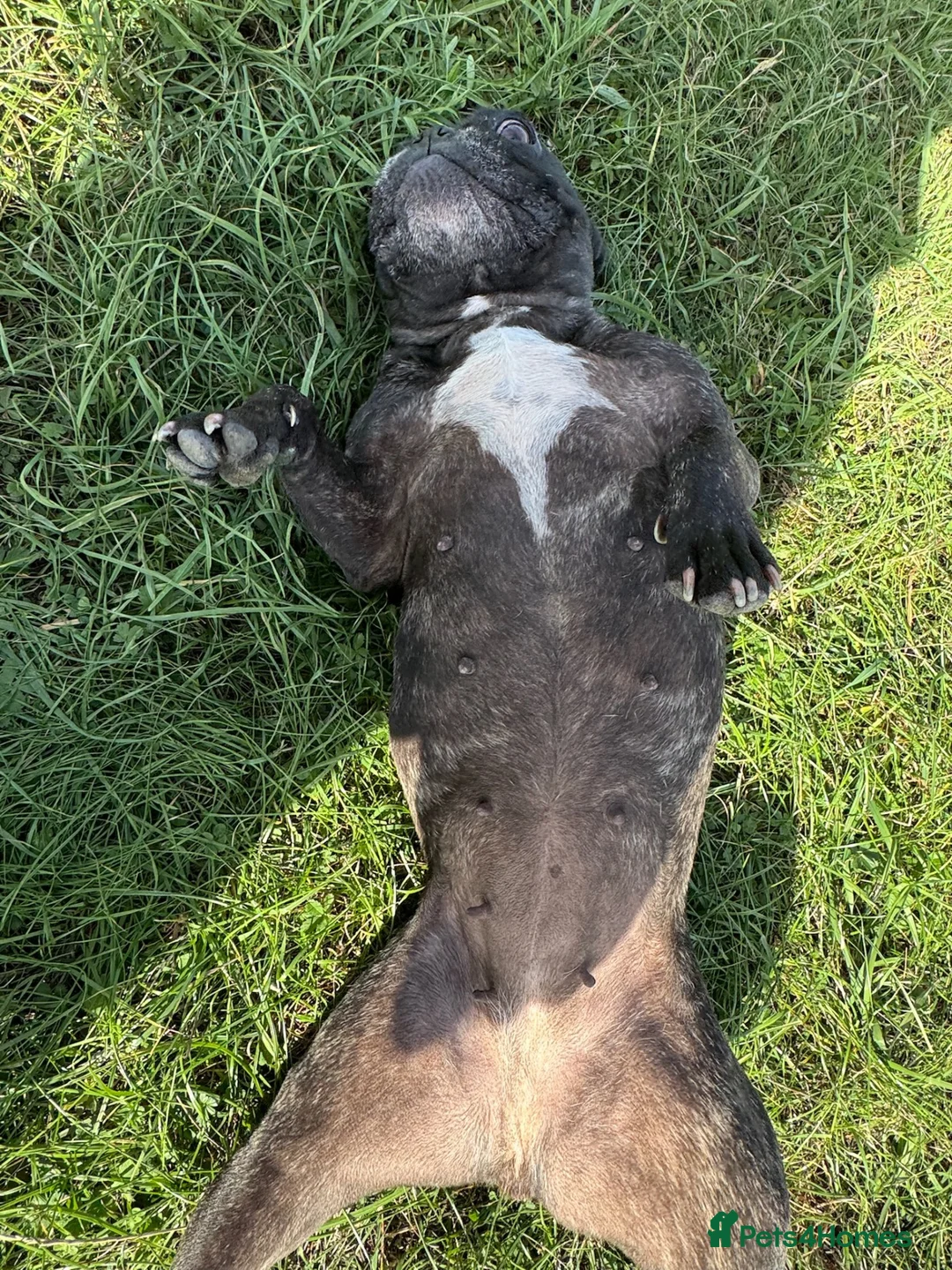 French Bulldog dogs for sale: Brindle female kennel club reg adult available  - Advert 2
