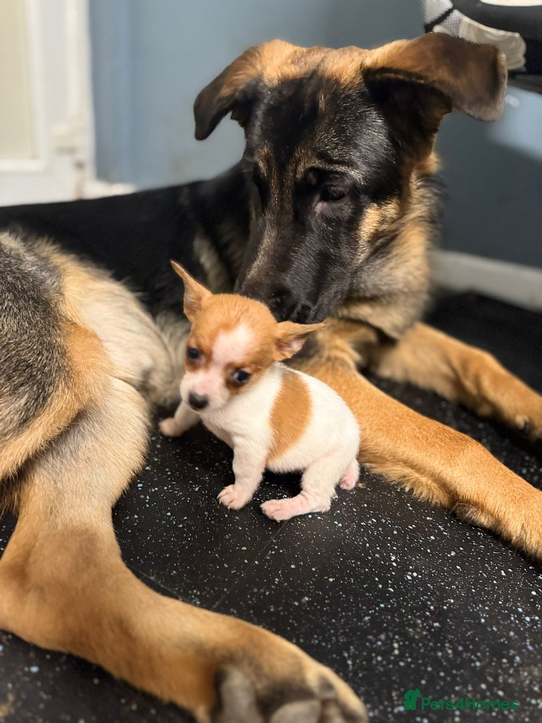 German Shepherd dogs for sale: German shepherd  - Advert 2