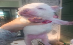 French Bulldog dogs for sale: French bulldog pups  - Image 15