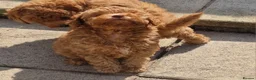 Toy Poodle dogs for sale: Toy poodle  - Advert 19