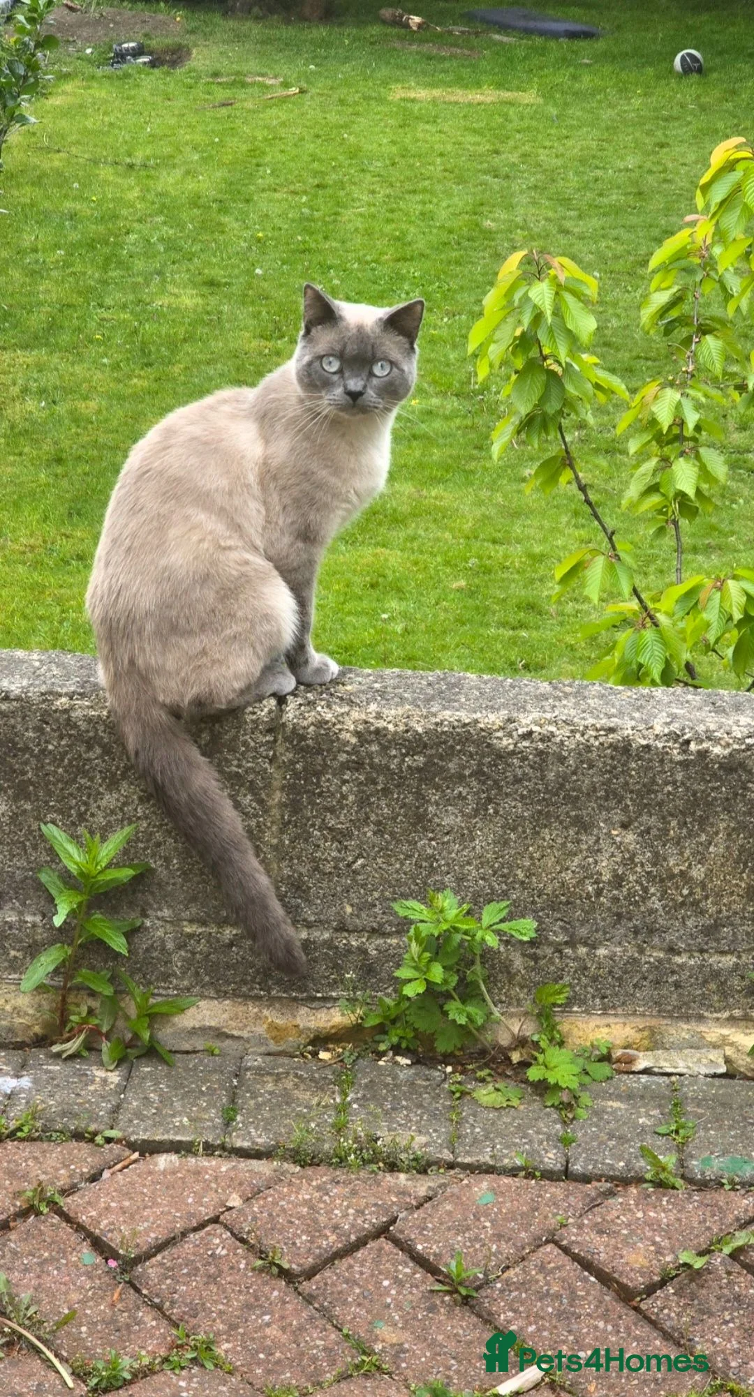 British Shorthair cats for sale:  British  Shorthair  Colourpoint  - Advert 2
