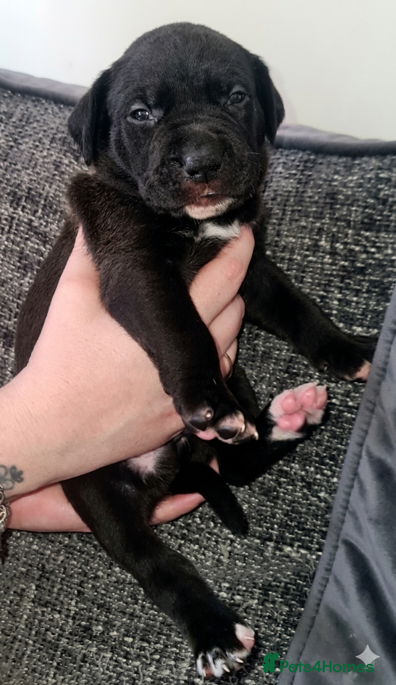 Mixed Breed dogs Bullador pups  - Advert 1