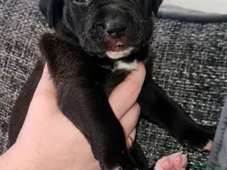 Mixed Breed dogs Bullador pups - Advert 12