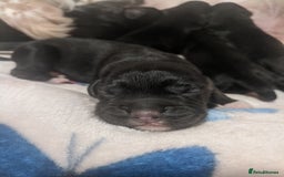 Cocker Spaniel dogs for sale: 6 beautiful working cocker spaniels  - Image 19