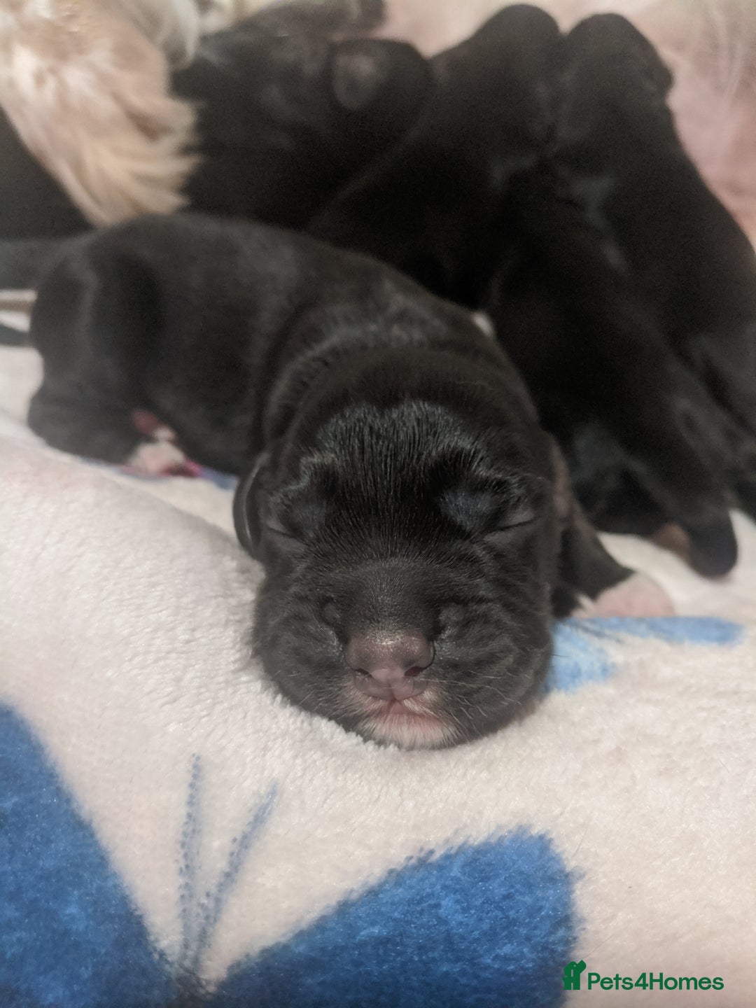 Cocker Spaniel dogs for sale: 6 beautiful working cocker spaniels  - Image 19