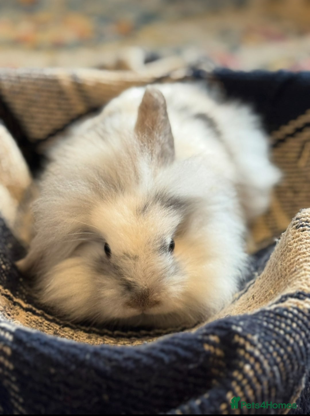 Mini Lion Lop rabbits for sale: Lion lop bunnies - Image 8