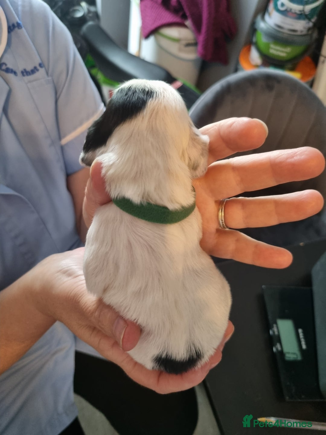Sprocker dogs for sale: Sprocker  - Image 10