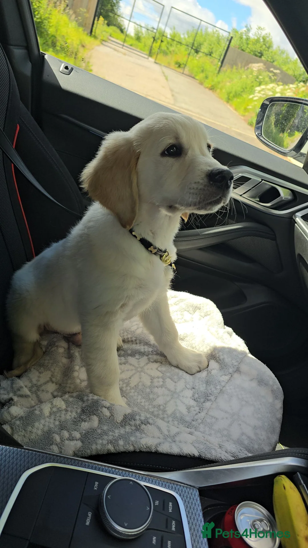 Golden Retriever dogs for sale: Stunning 15 week old KC Reg boy - Advert 10