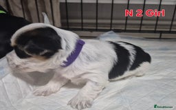 Biewer Terrier dogs for sale: Biewier terrier  - Image 7