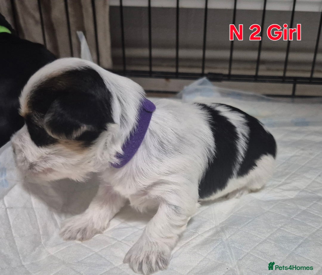 Biewer Terrier dogs for sale: Biewier terrier  - Image 7