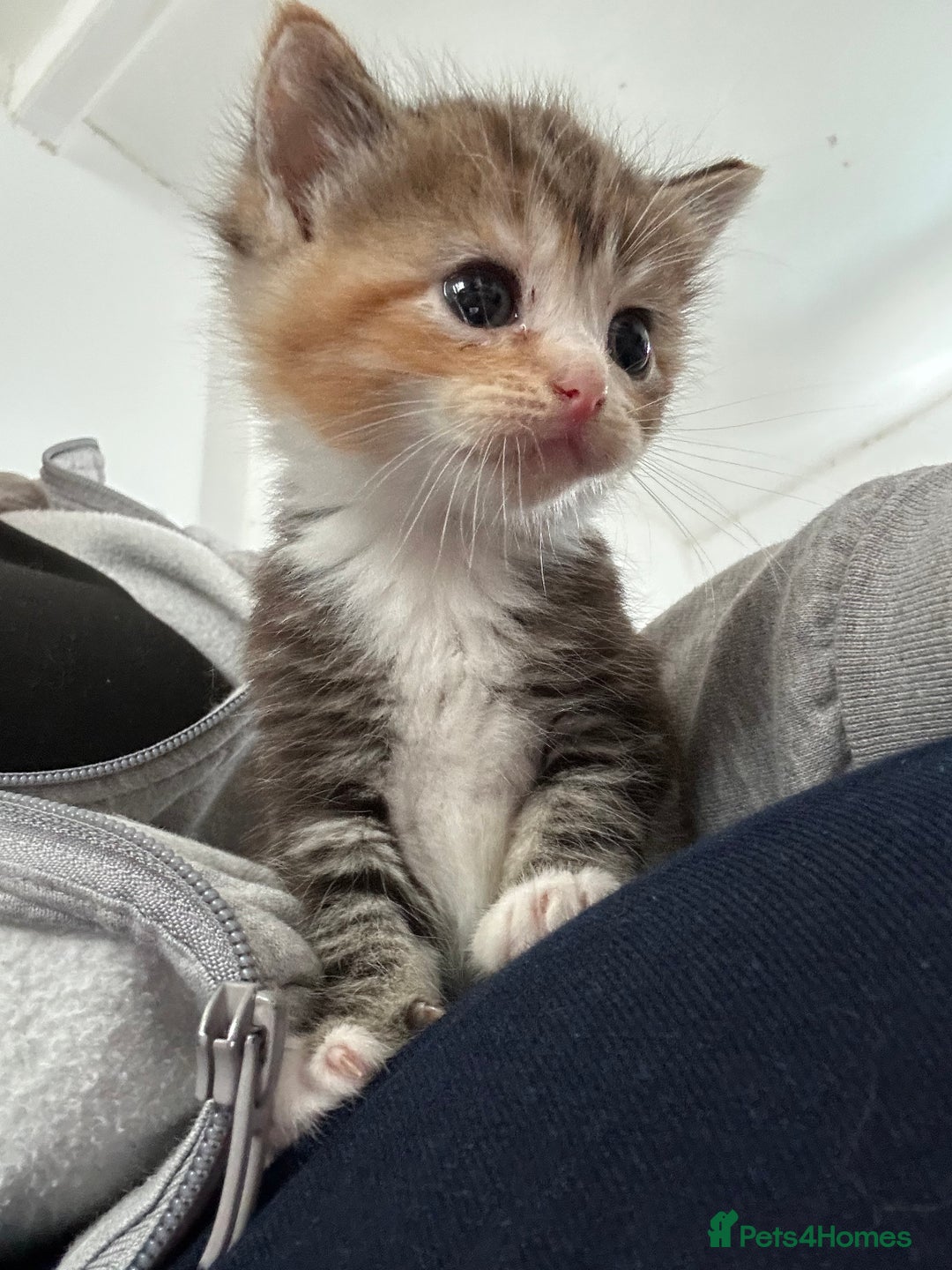 Ragdoll cats for sale: Ragdoll cross bengal - Image 10