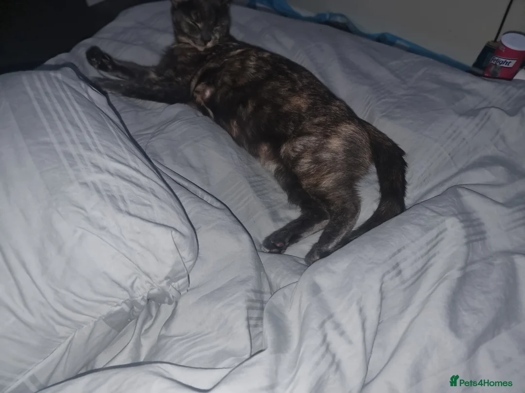Mixed Breed cats for sale: Lovely mixed breed kittens black and black/white - Advert 12