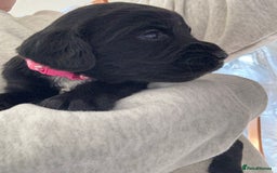 Cocker Spaniel dogs for sale: Working Cocker Spaniel Puppies  - Image 4