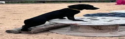 Labrador Retriever dogs for sale: Labradors - Puppies Ready for Their Forever Homes! - Advert 9