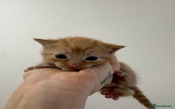 Domestic Shorthair cats for sale: 3 kitten for sale - Image 3
