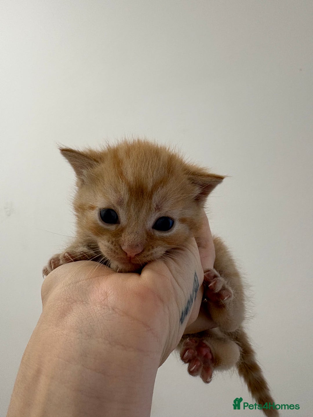 Domestic Shorthair cats for sale: 3 kitten for sale - Image 3