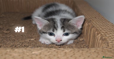 Mixed Breed cats - Advert 6